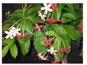 QUISQUALIS INDICA 'SINGLE' - Rangoon Creeper Vine