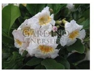 RADERMACHERA KUNMING - Dwarf Tree Jasmine