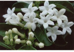 STEPHANOTIS FLORIBUNDA - Bridal Bouquet - Madagascar Jasmine