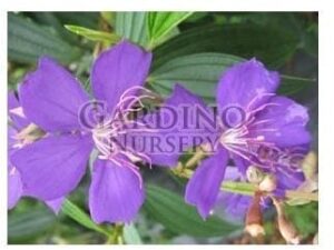 TIBOUCHINA GRANULOSA - Purple Glory Tree