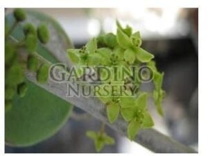 XEROSICYOS DANGUYI - Silver Dollar Vine