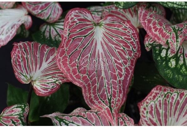 CALADIUM 'THAI BEAUTY'