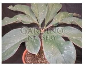 AMORPHOPHALLUS ATROVIRIDIS - Voodoo Lily