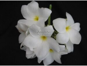 PLUMERIA PUDICA - White Frangipani - Bridal Bouquet