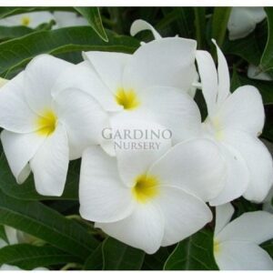 PLUMERIA PUDICA - White Frangipani - Bridal Bouquet
