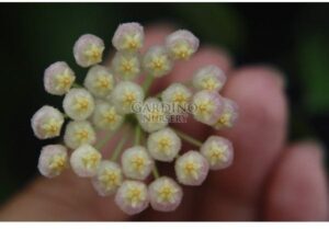 HOYA CV. SUNRISE