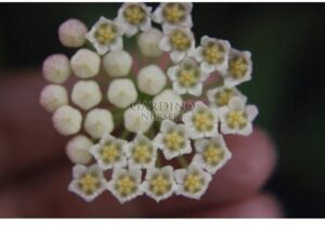 HOYA CV. SUNRISE