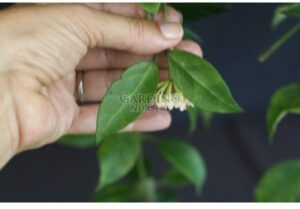 HOYA CV. SUNRISE