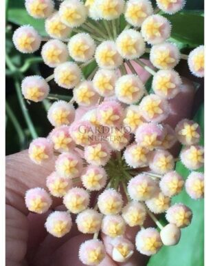 HOYA CV. SUNRISE