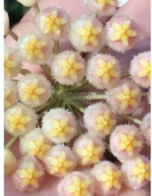 HOYA CV. SUNRISE