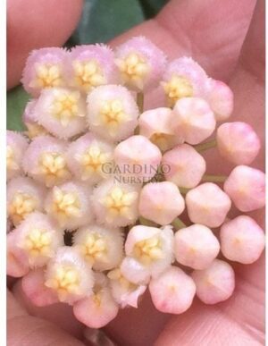 HOYA CV. SUNRISE