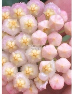 HOYA CV. SUNRISE
