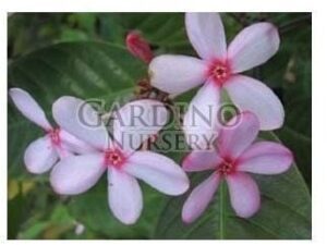 KOPSIA FRUTICOSA - Shrub Vinca - Pink Gardenia