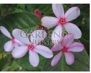 KOPSIA FRUTICOSA - Shrub Vinca - Pink Gardenia