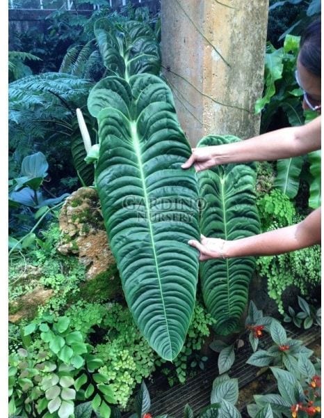 Anthurium veitchii (Wide Leaf Form) - King Anthurium (4