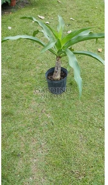 CRINUM ASIATICUM VAR. JAPONICUM 'HAN IRE' - Spotted Spider Lily