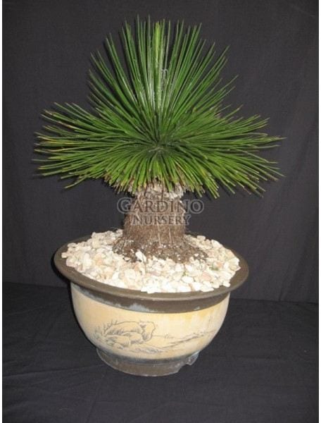 AGAVE GEMINIFLORA - Twin-flowered Agave