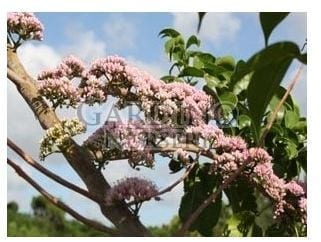 MELICOPE ELLERYANA - Corkwood - Pink Flowered Doughwood
