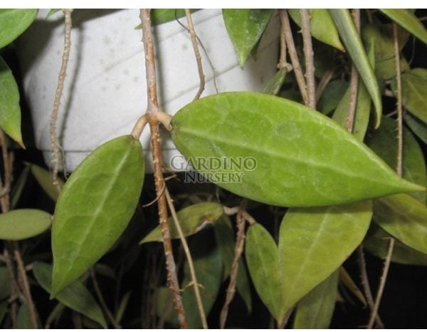 HOYA PALLIDA