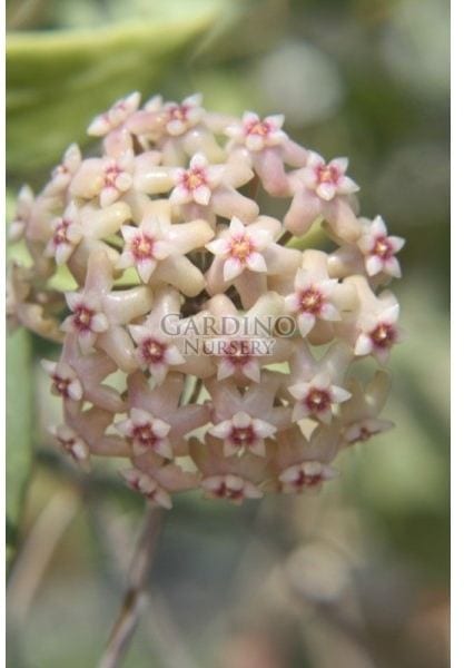HOYA PALLIDA