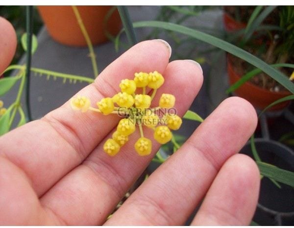 HOYA TSANGII