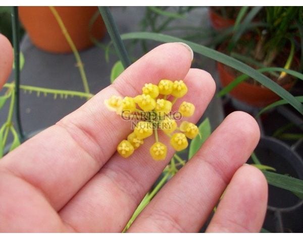 HOYA TSANGII