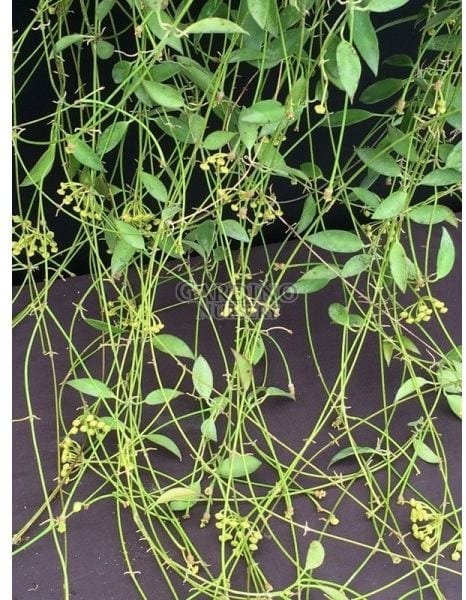 HOYA TSANGII