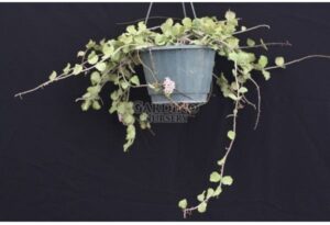 HOYA KANYAKUMARIANA