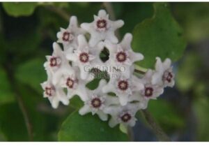 HOYA KANYAKUMARIANA