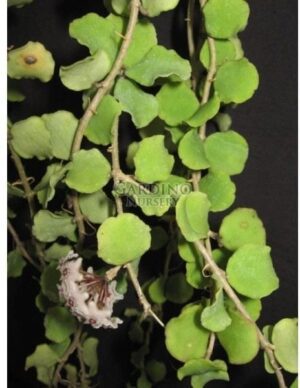 HOYA KANYAKUMARIANA