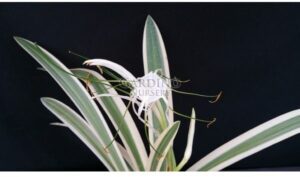 HYMENOCALLIS CARIBAEA ‘VARIEGATA’ - Spider Lily