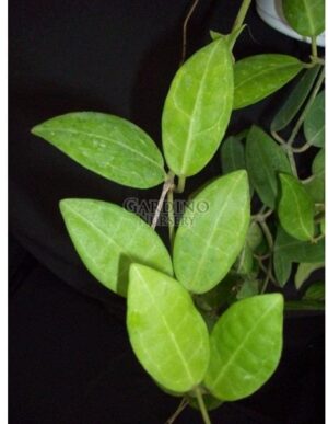 HOYA ELLIPTICA