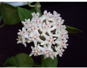 HOYA ELLIPTICA