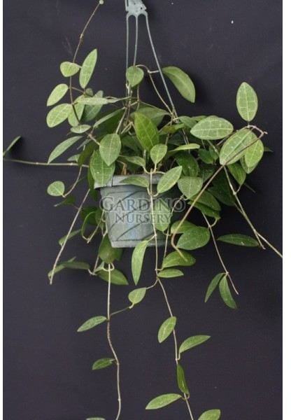 HOYA ELLIPTICA