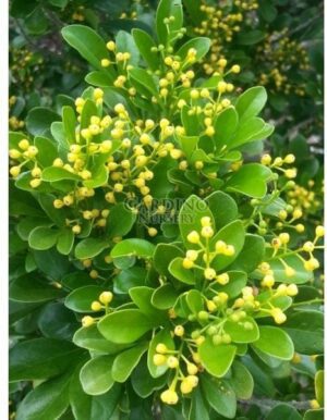 AGLAIA ODORATA - Chinese Perfume Tree - Chinese Rice Flower