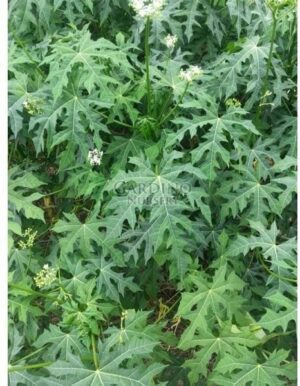 CNIDOSCOLUS ACONITIFOLIUS - Spinach Tree - Chaya
