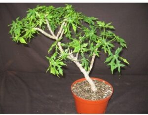 CNIDOSCOLUS ACONITIFOLIUS - Spinach Tree - Chaya