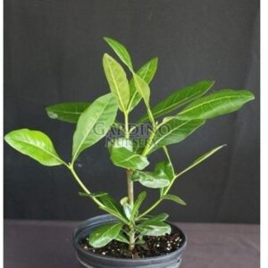 GARDENIA TAITENSIS - Tahitian Gardenia - Tiare