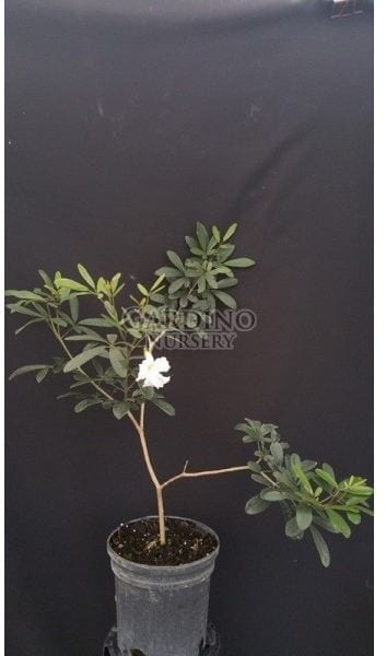 TABEBUIA BAHAMENSIS - White Dwarf Tabebuia