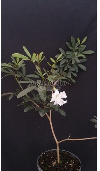 TABEBUIA BAHAMENSIS - White Dwarf Tabebuia