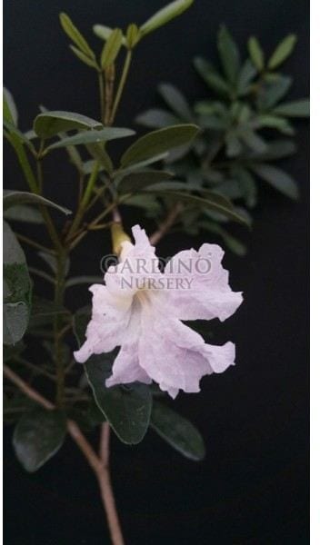 TABEBUIA BAHAMENSIS - White Dwarf Tabebuia