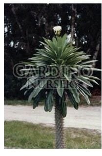 PACHYPODIUM LAMEREI - Madagascar Palm