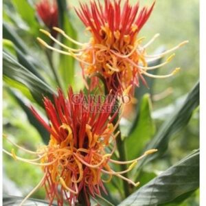 HEDYCHIUM LONGICORNUTUM - Perched Gingerwort