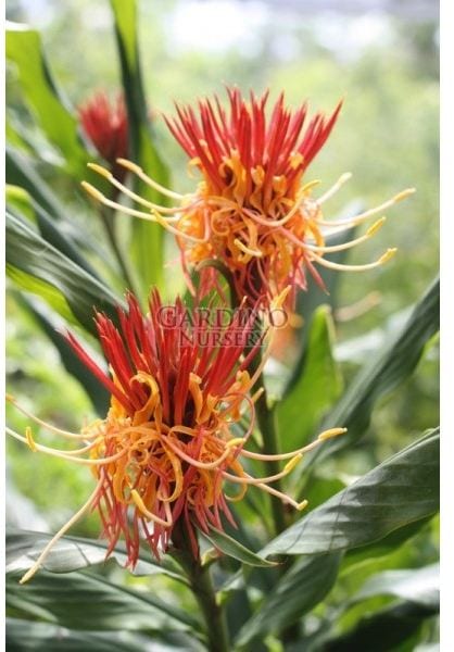 HEDYCHIUM LONGICORNUTUM - Perched Gingerwort