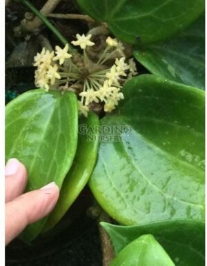 HOYA MERRILLII