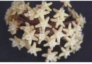 HOYA MERRILLII