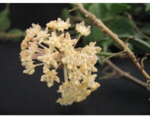 HOYA MERRILLII