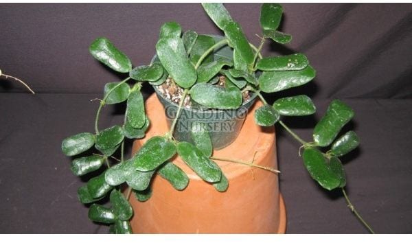HOYA ROTUNDIFLORA