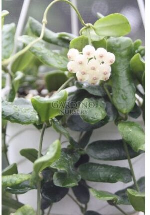 HOYA ROTUNDIFLORA