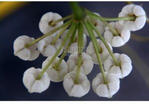 HOYA ROTUNDIFLORA